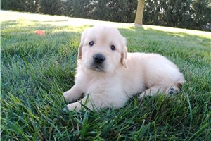 Hamilton - Golden Retriever for sale
