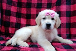 Hillary - Golden Retriever for sale
