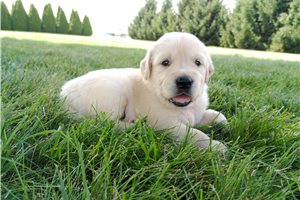 Hope - puppy for sale