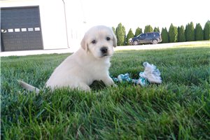 Heath - Golden Retriever for sale