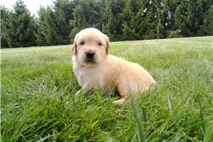 Horatio - puppy for sale