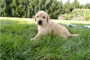 Holden - puppy for sale