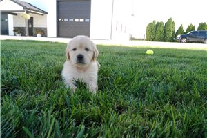 Hillary - Golden Retriever for sale