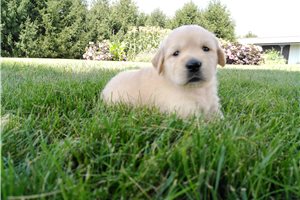 Hillary - puppy for sale
