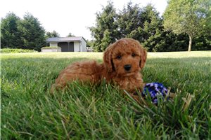 Brody - Goldendoodle, Mini for sale