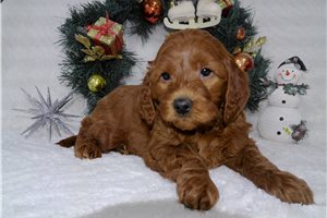 Felix - puppy for sale