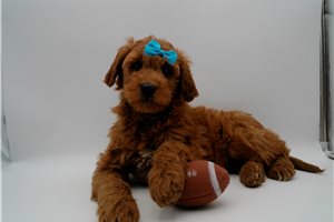 Emmanuel - Goldendoodle, Mini for sale