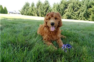 Justin - puppy for sale