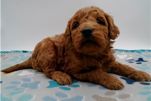 Emmanuel - Goldendoodle, Mini for sale