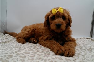 Emmanuel - Goldendoodle, Mini for sale