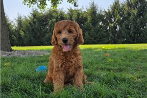 Justin - Goldendoodle, Mini for sale