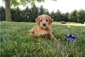 Bobby - Goldendoodle, Mini for sale