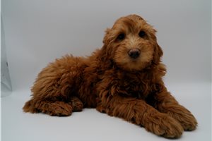 Franklin - Goldendoodle, Mini for sale