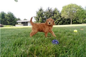 Justin - Goldendoodle, Mini for sale