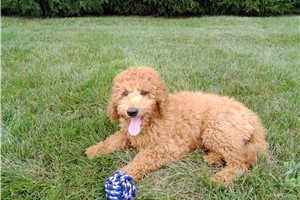 Spud - Goldendoodle, Mini for sale