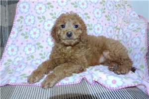 Fiona - puppy for sale