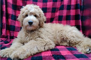 Bobby - puppy for sale
