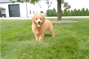 Bobby - Goldendoodle, Mini for sale