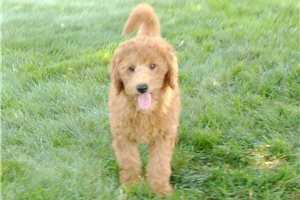 Spud - Goldendoodle, Mini for sale