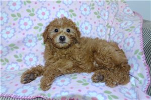 Faith - puppy for sale