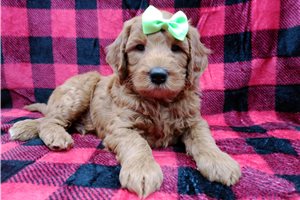 Justin - puppy for sale