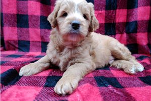 Bobby - puppy for sale