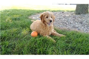 Bobby - puppy for sale