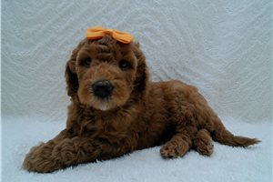 Spud - Goldendoodle, Mini for sale