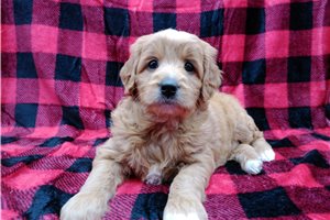 Holly - puppy for sale
