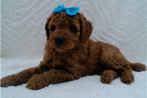 Brody - puppy for sale