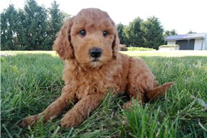 Spud - Goldendoodle, Mini for sale