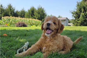 Bobby - Goldendoodle, Mini for sale