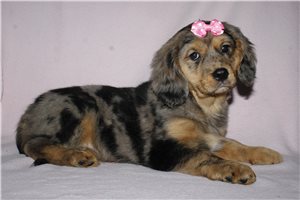 Fatima - Mixed/Other for sale
