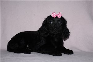 Elizabeth - puppy for sale
