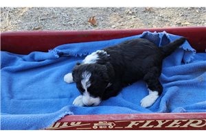 Sonya - Aussiedoodle for sale