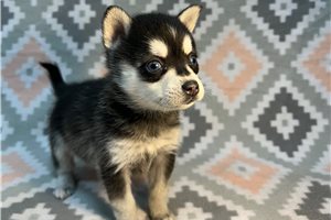 Sophia - Alaskan Klee Kai for sale