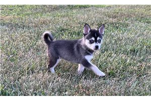 Evelyn - Alaskan Klee Kai for sale