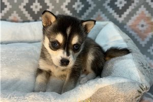 Scarlett - Alaskan Klee Kai for sale