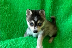 Oliver - Alaskan Klee Kai for sale