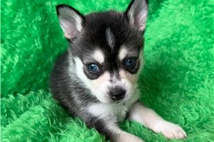 Evelyn - Alaskan Klee Kai for sale