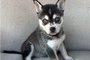 Evelyn - Alaskan Klee Kai for sale