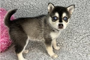 Penelope - Alaskan Klee Kai for sale