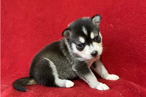 Evelyn - Alaskan Klee Kai for sale