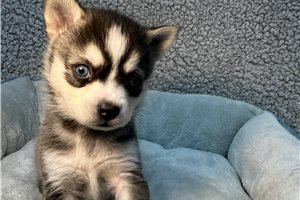 Samuel - Alaskan Klee Kai for sale