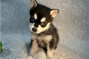 Sebastian - Alaskan Klee Kai for sale