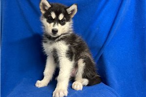 Akio - puppy for sale
