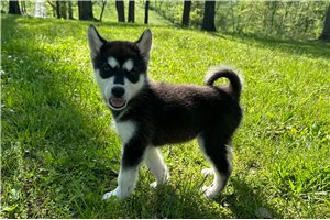 Jordan - puppy for sale