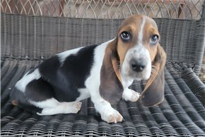 Brent - puppy for sale
