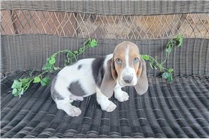 Benedict - puppy for sale