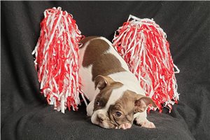 Sophia - Boston Terrier for sale